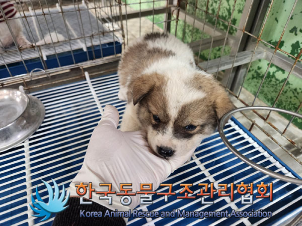한국동물구조관리협회_441409202300810